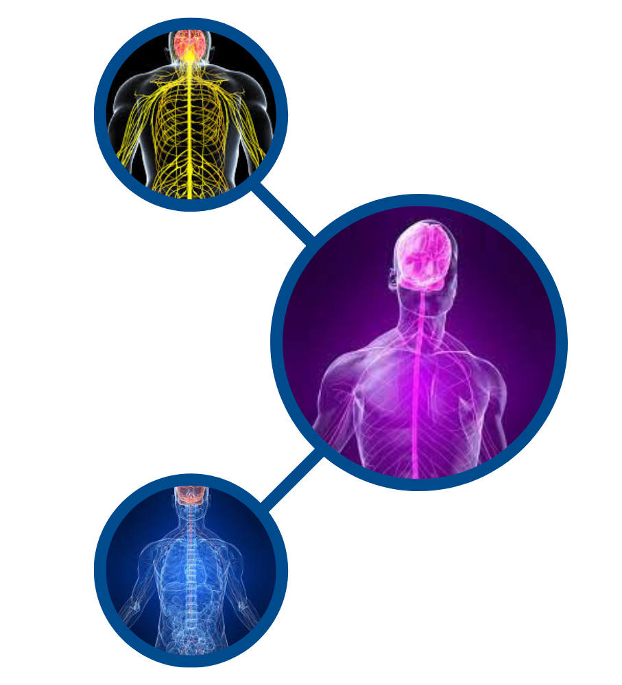 Illustration of the human nervous system highlighting small nerve fibers, including myelinated and unmyelinated fibers, with emphasis on pain sensitivity and neuropathy symptoms.