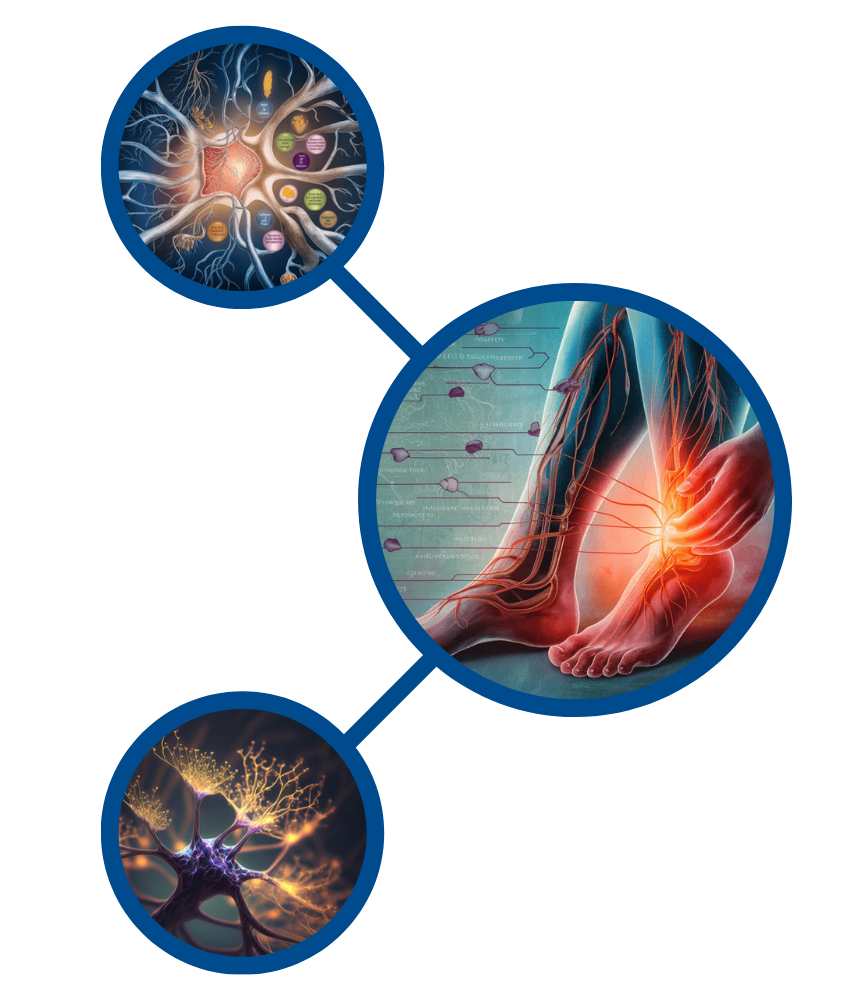 Illustration depicting neural pathways and peripheral nerves, highlighting pain in feet, with detailed neuron structures and connections, relevant to diabetic neuropathy and peripheral nerve health.